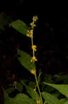 Wreath goldenrod